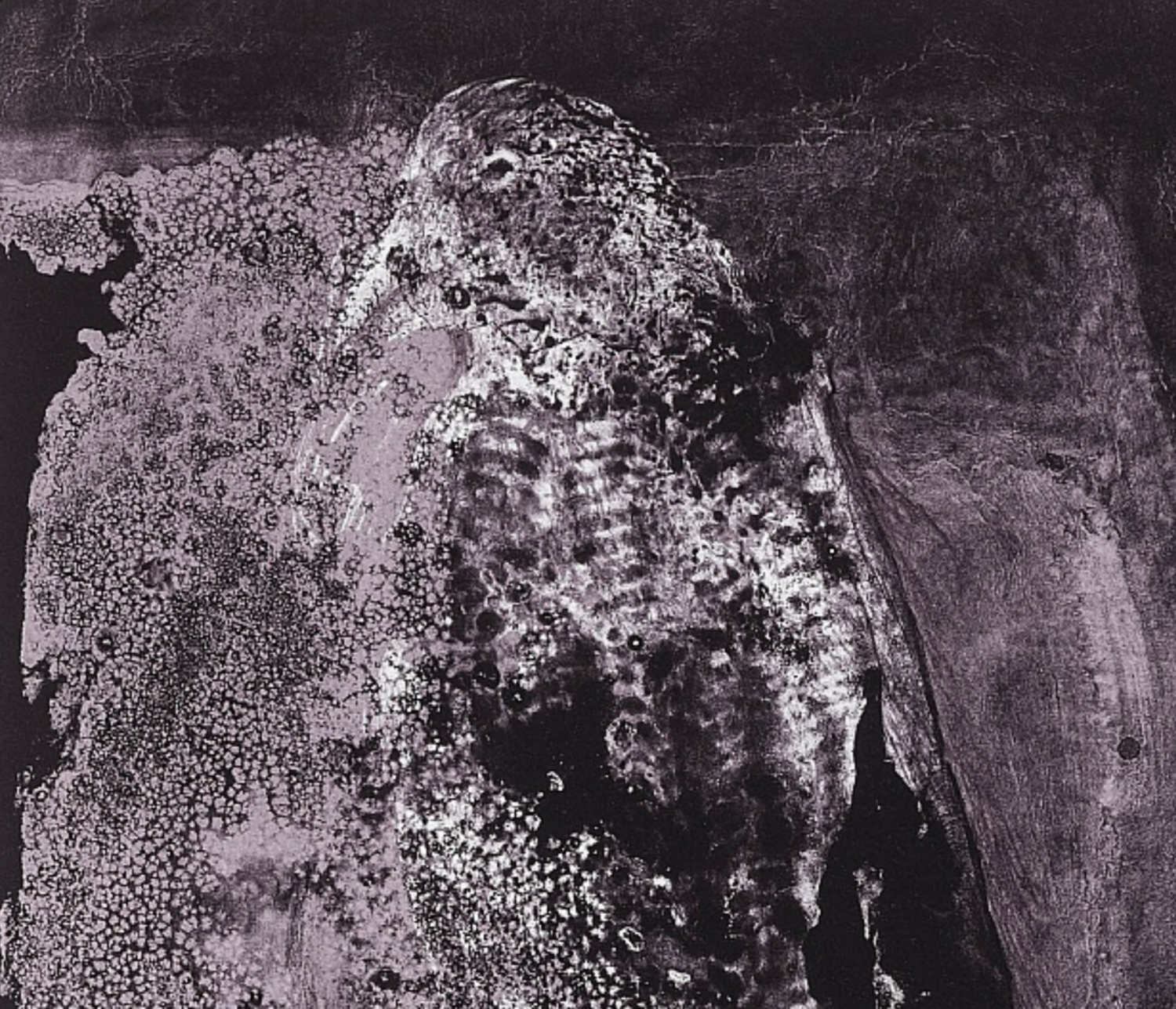 Photo 4 of Totem Falcon (Lilac) - Lithograph