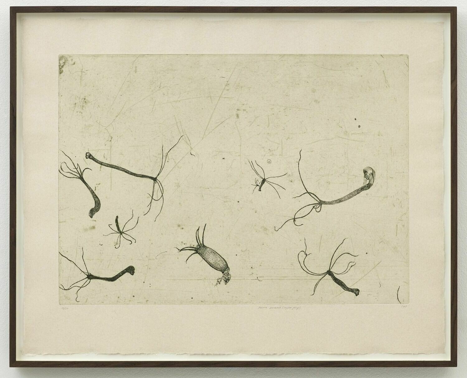 Photo 3 of Prima Materia (Hydra Polyp) - Etching