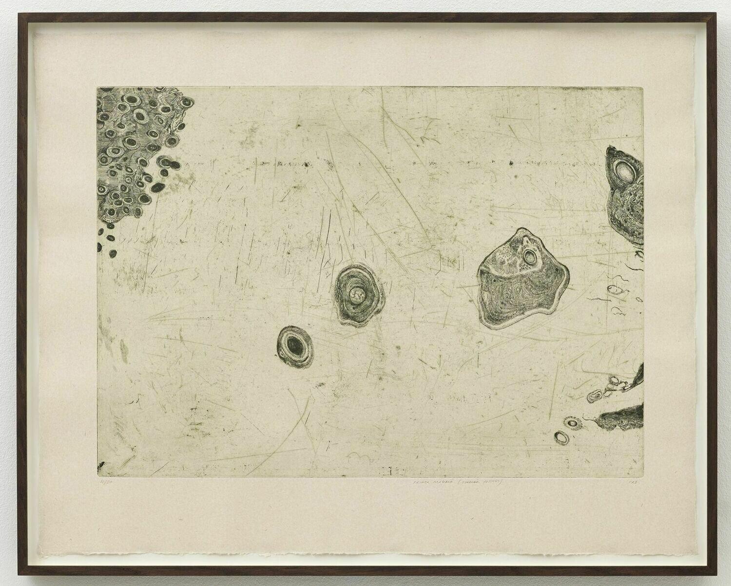 Photo 2 of Prima Materia (Ovarian Follicles) - Etching