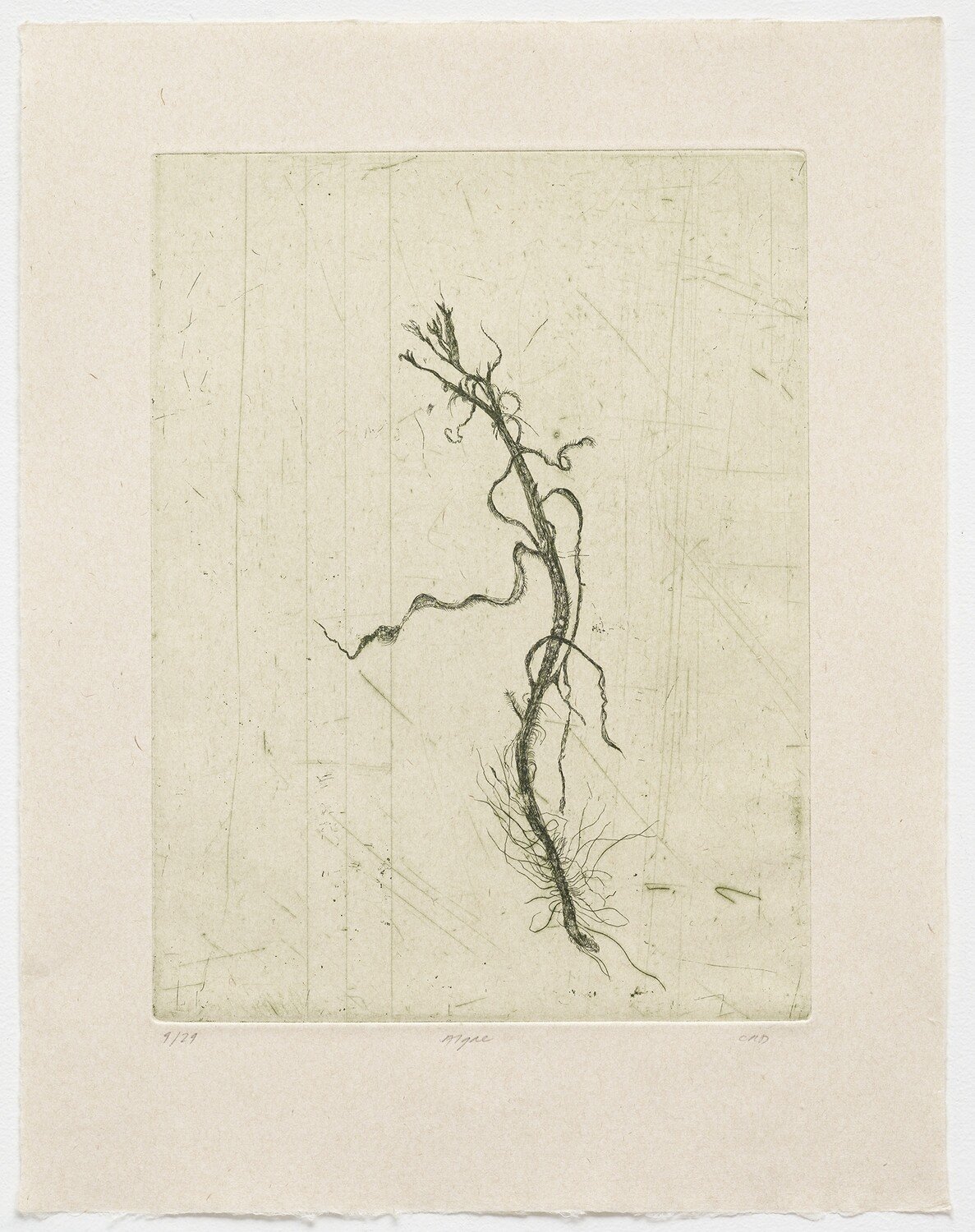 Algae - Etching