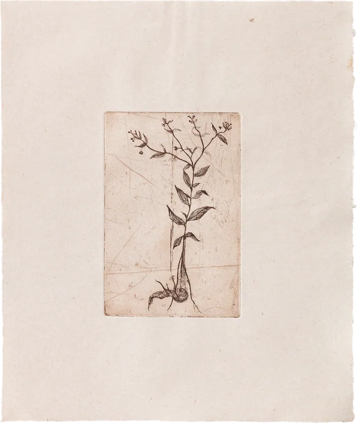 Mandragora