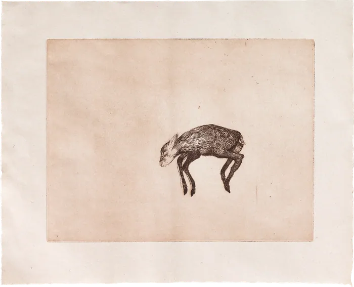 Deer