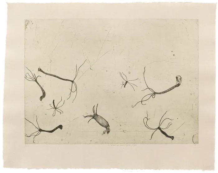Prima Materia (Hydra Polyp)