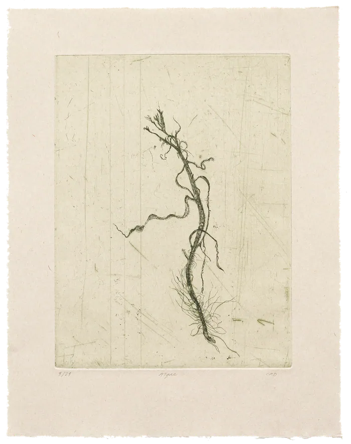 Algae