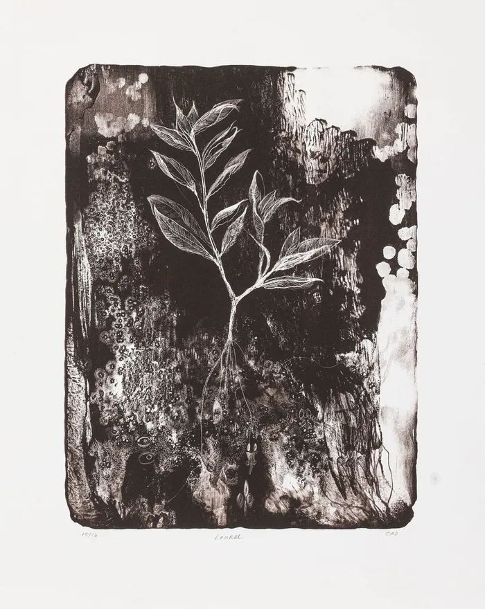 Laurel