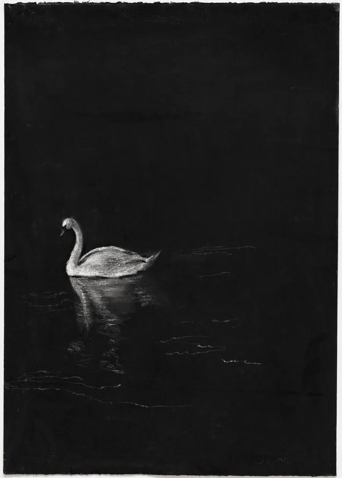 Svane / Swan