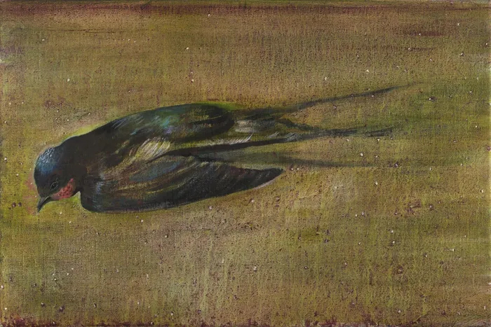 Swallow