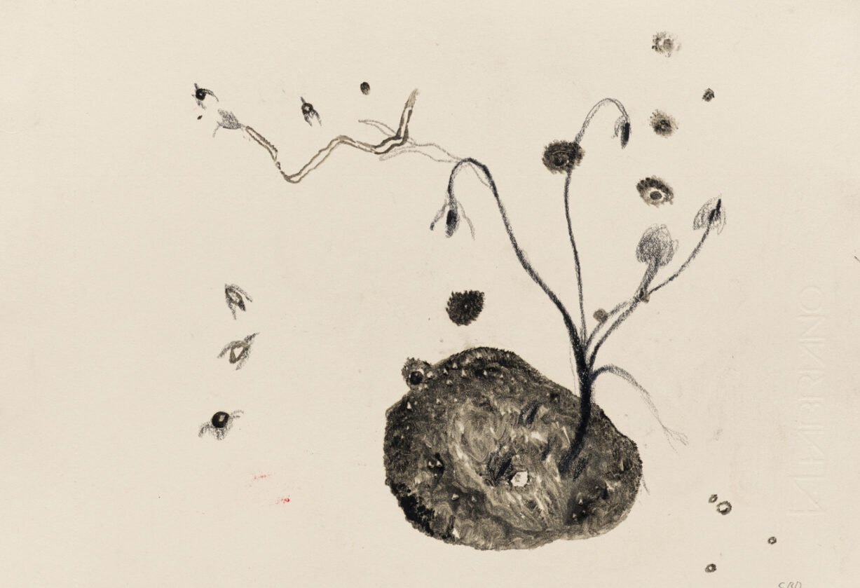 bscf016556